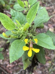 Goodenia grandiflora