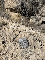 Eriogonum tenellum