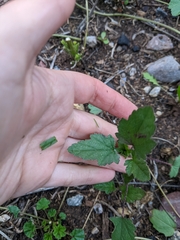 Sphaeralcea