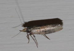 Ypsolopha parenthesella