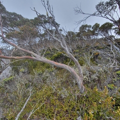 Eucalyptus coccifera