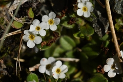 Myosotis lyallii elderi