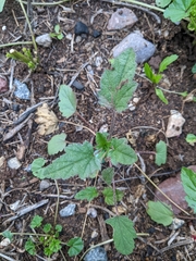 Sphaeralcea