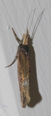 Ypsolopha parenthesella