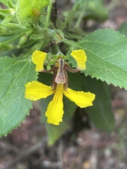 Goodenia grandiflora
