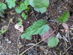 Sphaeralcea