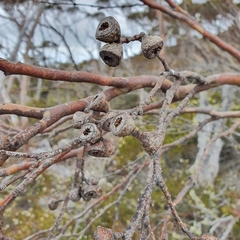 Eucalyptus coccifera