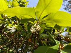 Lophostemon confertus