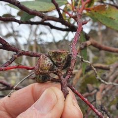 Eucalyptus coccifera