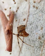 Cryptachaea veruculata