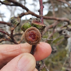 Eucalyptus coccifera