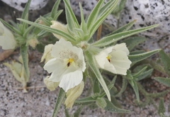 Mohavea confertiflora