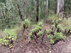 Goodenia grandiflora