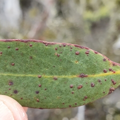 Eucalyptus coccifera