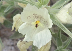 Mohavea confertiflora