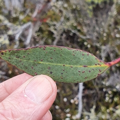 Eucalyptus coccifera