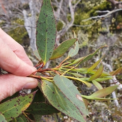Eucalyptus coccifera