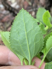 Goodenia grandiflora