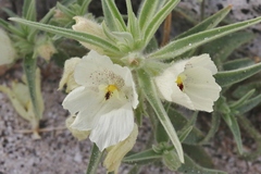 Mohavea confertiflora