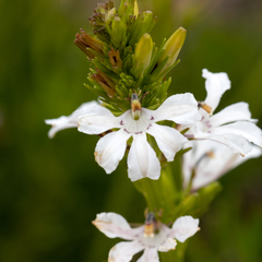 Goodenia scapigera
