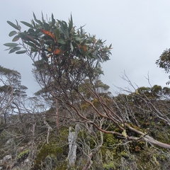 Eucalyptus coccifera