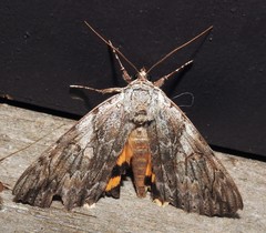 Catocala subnata