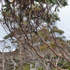 Eucalyptus coccifera