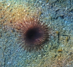 Myxicola