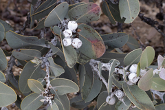 Eucalyptus pleurocarpa