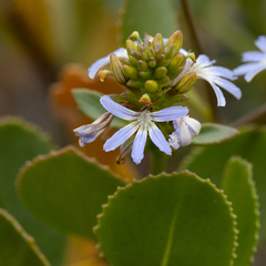 Scaevola crassifolia