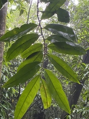 Brackenridgea australiana