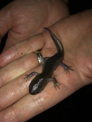 Ambystoma talpoideum