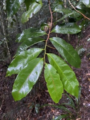 Brackenridgea australiana