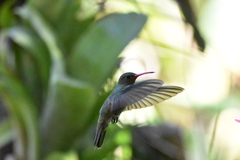 Hylocharis chrysura