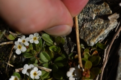 Myosotis lyallii elderi