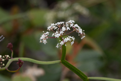 Platysace compressa