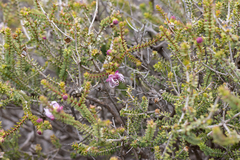 Melaleuca pulchella