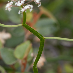 Platysace compressa