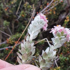 Pimelea nivea