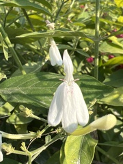 Rhinacanthus nasutus