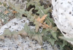 Mentzelia hirsutissima