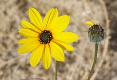 Helianthus petiolaris canescens