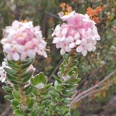 Pimelea nivea