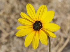 Helianthus petiolaris canescens