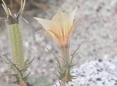 Mentzelia hirsutissima
