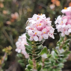 Pimelea nivea
