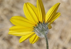 Helianthus petiolaris canescens