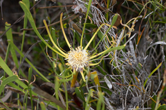 Isopogon polycephalus