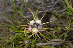 Isopogon polycephalus