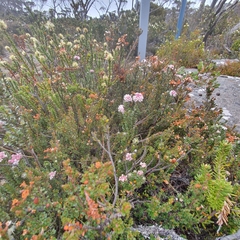 Pimelea nivea